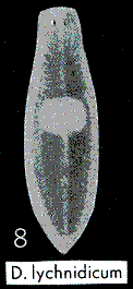 Dendrocoelum lychnidicum