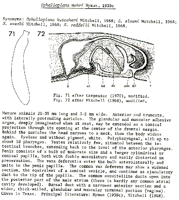 Dendrocoelum parisi