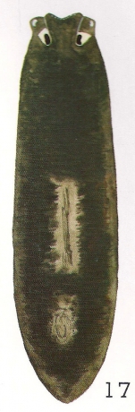 Bdellocephala brunnea