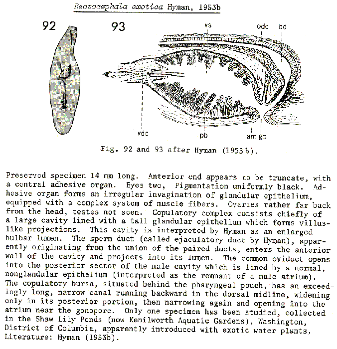 Rectocephala exotica