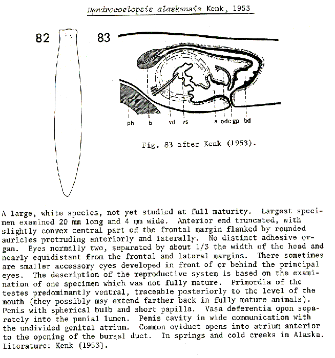 Dendrocoelopsis alaskensis