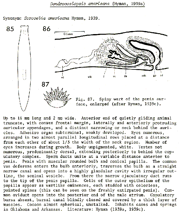 Dendrocoelopsis americana