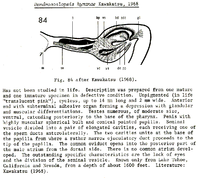 Dendrocoelopsis hymanae