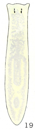 Dendrocoelopsis lactea