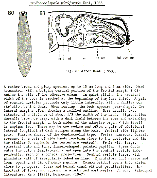 Dendrocoelopsis piriformis