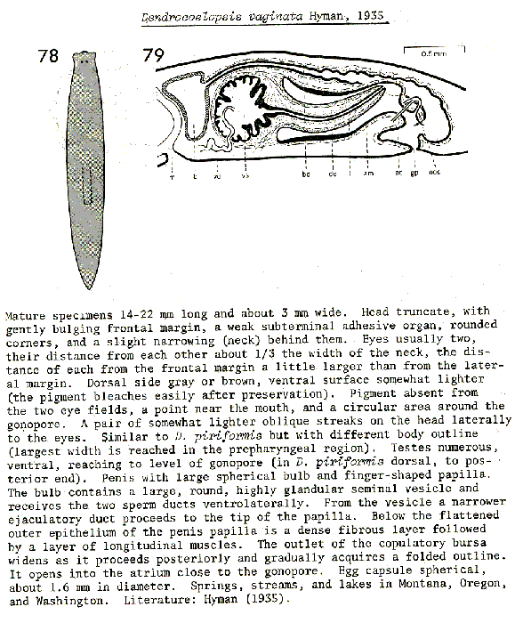 Dendrocoelopsis vaginata