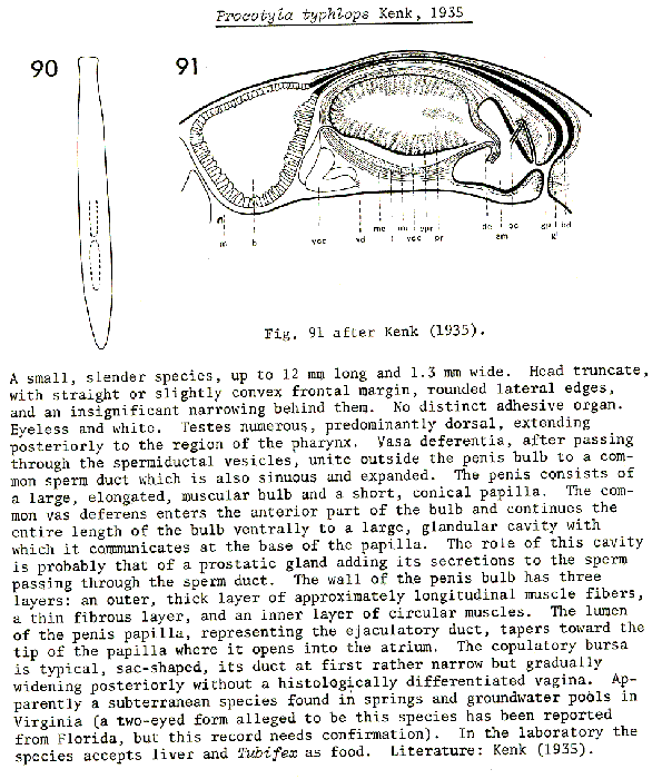 Procotyla typhlops