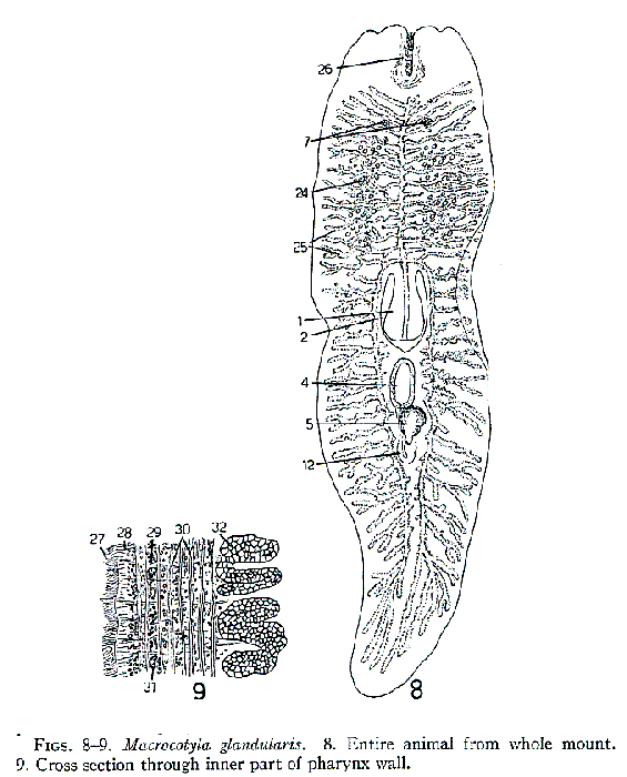 Macrocotyla glandulosa