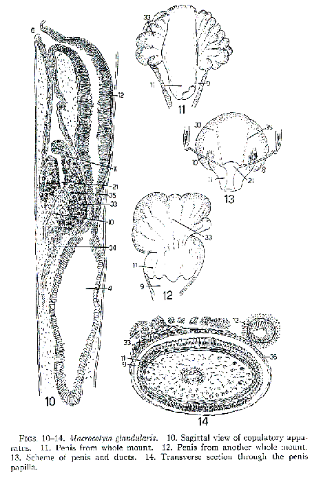 Macrocotyla glandulosa