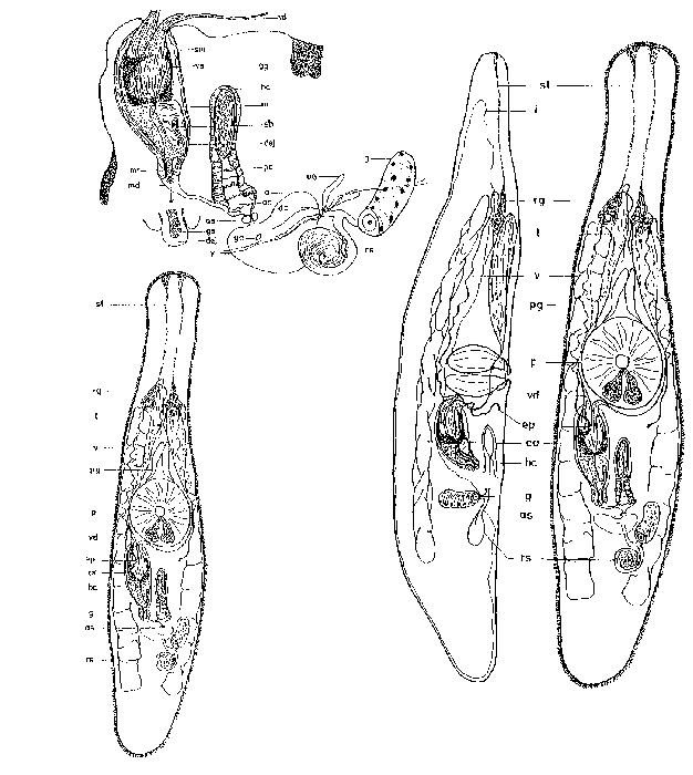 Krumbachia paludicola