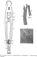 Philosyrtis armoricae