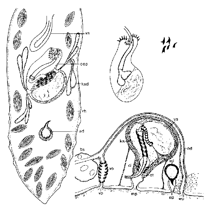 Duplominona stilifera