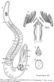 Platyhelminthes (flatworms)