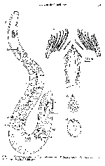 Coelogynopora cassida