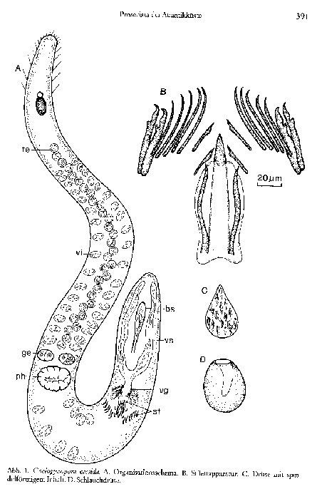 Coelogynopora cassida