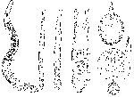 Minona bermudensis