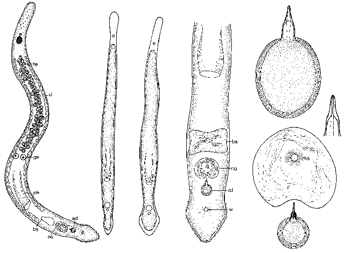 Minona bermudensis