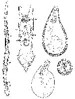 Duplominona canariensis bermudensis