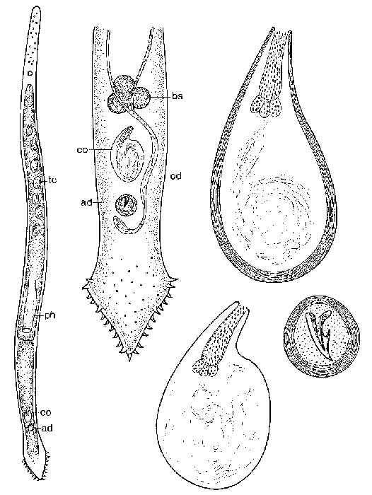 Duplominona canariensis bermudensis