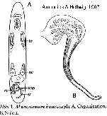 Macrostomum bicurvistyla