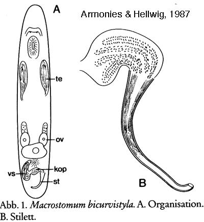 Macrostomum bicurvistyla