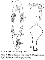 Macrostomum brevituba