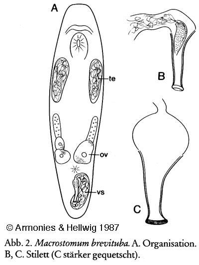 Macrostomum brevituba