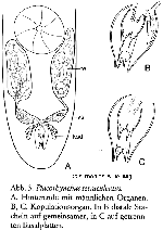 Placorhynchus tetraculeatus