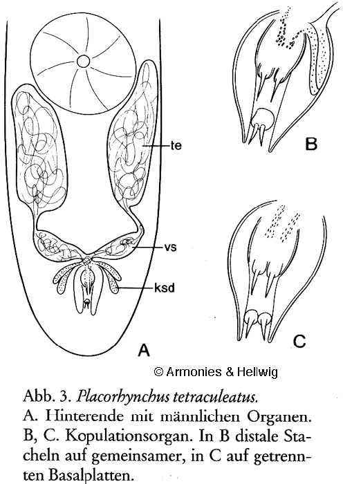 Placorhynchus tetraculeatus