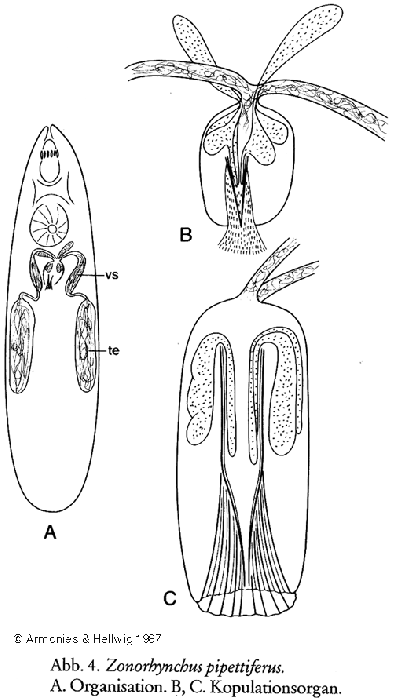 Zonorhynchus pipettiferus