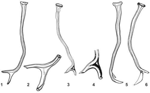 Opisthocystis pedistylus