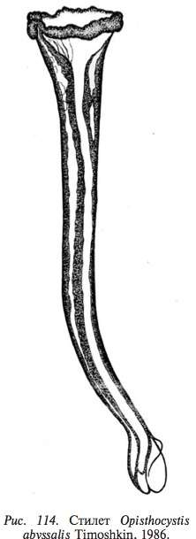 Opisthocystis abyssalis