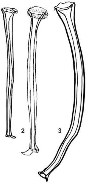 Opisthocystis sabussovi