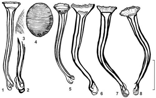 Opisthocystis cariottus