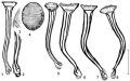 Platyhelminthes (flatworms)