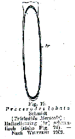 Procerodes lobatus