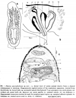 Dinizia sanctaehelenae