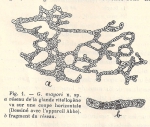 Geoplana (Geoplana) mayori