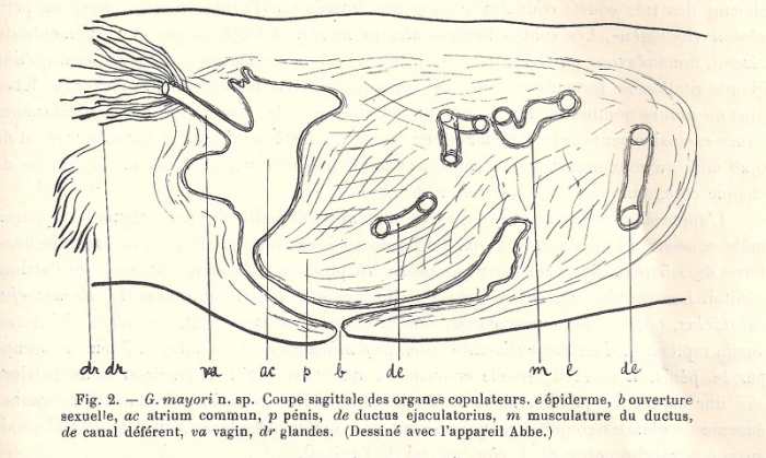 Geoplana (Geoplana) mayori