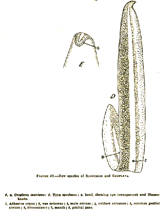 Gigantea montana