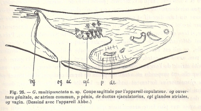 Geoplana (Geoplana) multipunctata