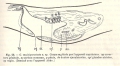 Platyhelminthes (flatworms)