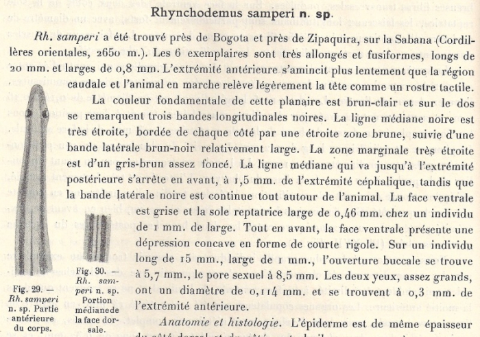 Rhynchodemus samperi