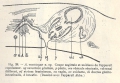 Platyhelminthes (flatworms)