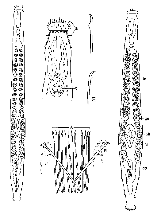 Parotoplana bermudensis