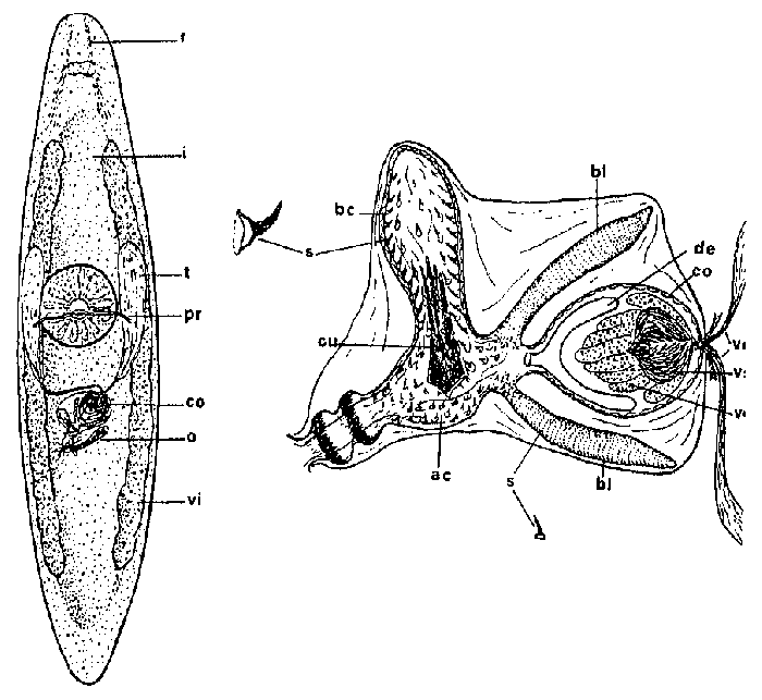 Castrada (Castrada) belennensis