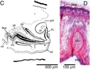 Fig 4CD