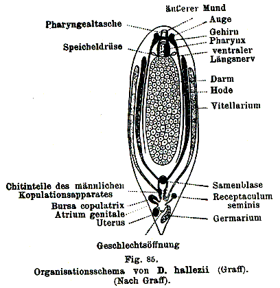 Microplana thwaitesi