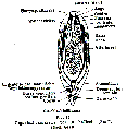 Platyhelminthes (flatworms)