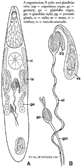 Phonorhynchoides carinostylis